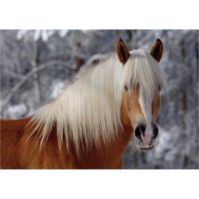 Roovi Haflinger 1 / schwieriges Puzzle 239 Teile Puzzle Roovi-65933-01 Roovi Haflinger 1 / schwieriges Puzzle 239 Teile Puzzle Roovi-65933-01 von Roovi