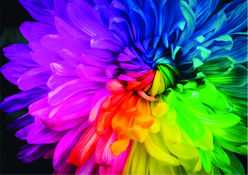 Roovi Rainbow Flower 1000 Teile Puzzle Roovi-79381 Roovi Rainbow Flower 1000 Teile Puzzle Roovi-79381 von Roovi