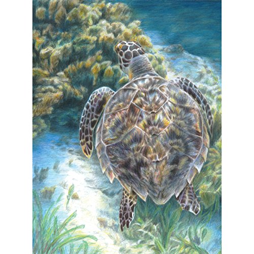 Royal Brush Farbstift-nach-Zahlen-Set, 22 x 29 cm, Meeresschildkröte von Royal Brush
