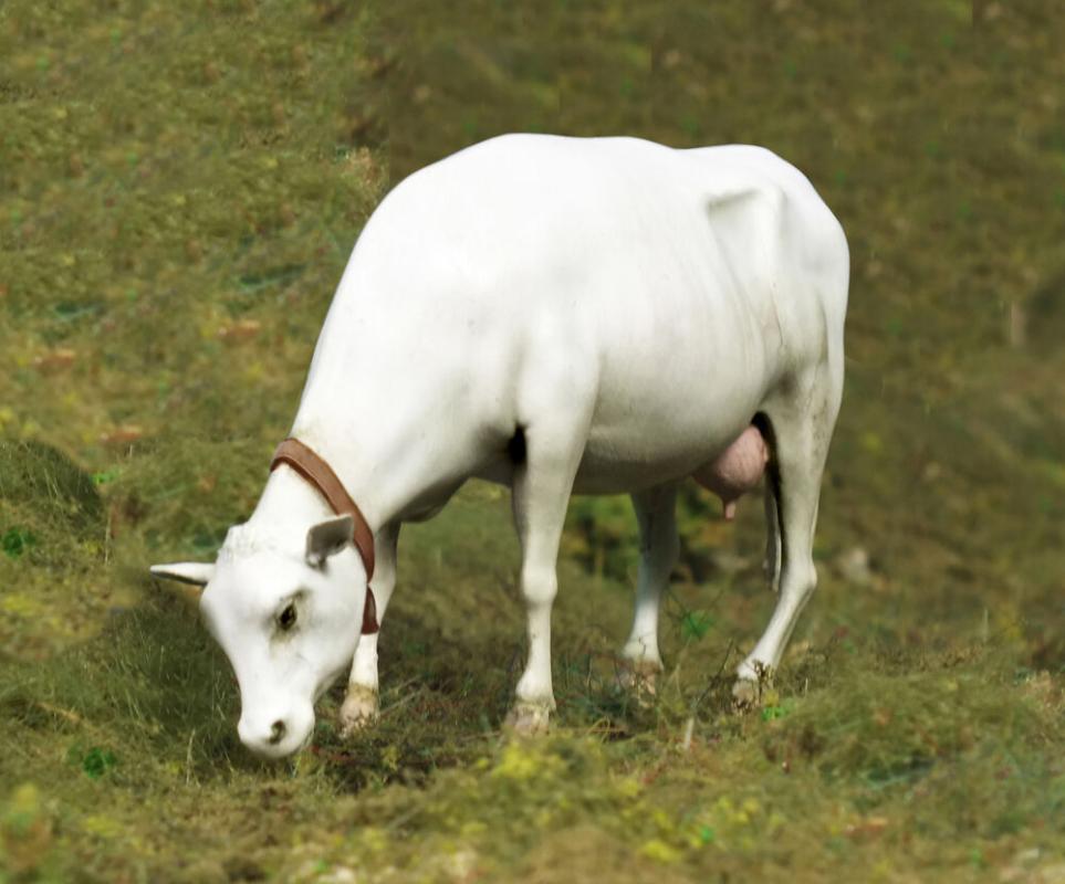 Cow standing Cow standing von Royal Model