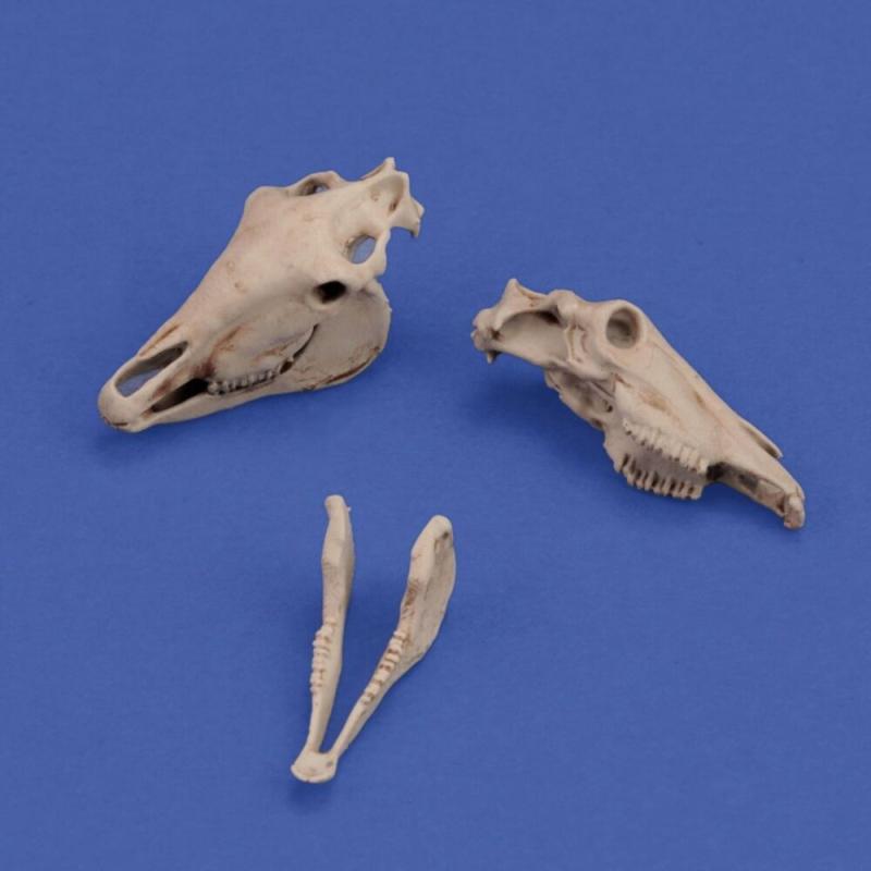 Horse skulls von Royal Model