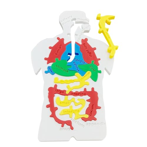 Rrlihjgu Human Body Puzzle Modell | Menschliche Innere Organe Puzzle Modell | Lernspielzeug Zur Hand-Auge-Koordination Für Kinder Jugendliche Lehrer Schüler Rrlihjgu Human Body Puzzle Modell | Menschliche Innere Organe Puzzle Modell | Lernspielzeug Zur Hand-Auge-Koordination Für Kinder Jugendliche Lehrer Schüler von Rrlihjgu