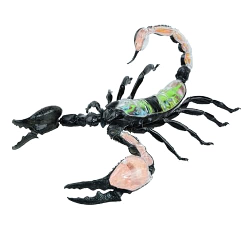 Anatomie Modell 1Pcs Lehrmodell Anatomische Modelle Skorpion Innere Organe Anatomie Modell Demonstration Werkzeug von SAGELSHN