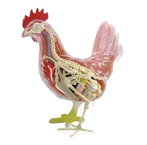 Anatomie Modell 4D-Hühneranatomie-Lehrmodell, Abnehmbar, 32 Teile Demonstration Werkzeug von SAGELSHN