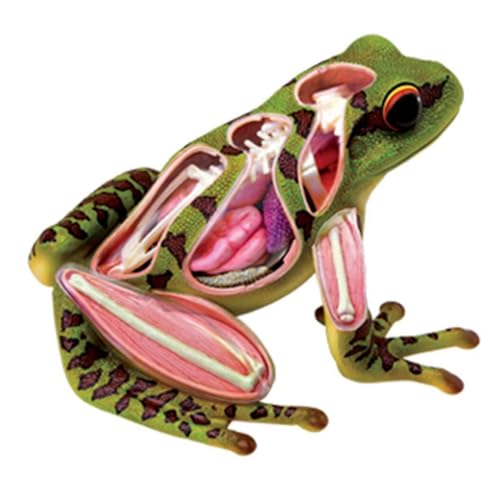 Anatomie Modell 4D-Tieranatomisches Modell, Frosch, Zusammengesetztes Tierbiologie-Körper-Medizin-Lehrmodell, 31-teilig Demonstration Werkzeug von SAGELSHN