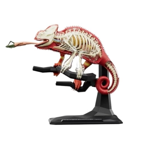 Anatomie Modell 4D-Tiermodell Mit Abnehmbaren Organen, Körperteil-Tiermodell For Schulbildungswerkzeuge Demonstration Werkzeug von SAGELSHN