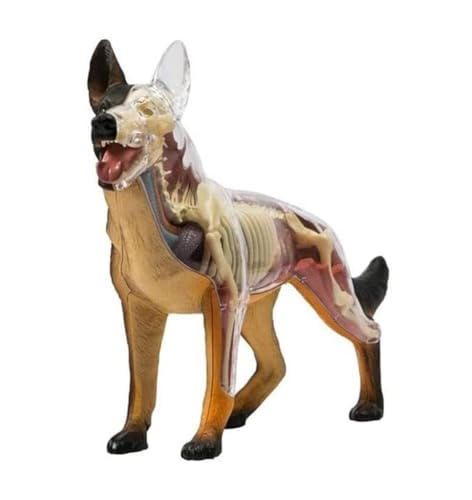 Anatomie Modell 4D Wolf Hund Anatomie Montage Modell Skelett Hund Skelett Anatomische Abnehmbare Organe Körper Teile Demonstration Werkzeug von SAGELSHN