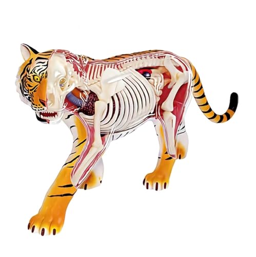 Anatomie Modell 4d Tiger Anatomisches Modell 28 Abnehmbare Organe Und Körperteile Für Ausbildung Tierärzte Modell Demonstration Werkzeug von SAGELSHN