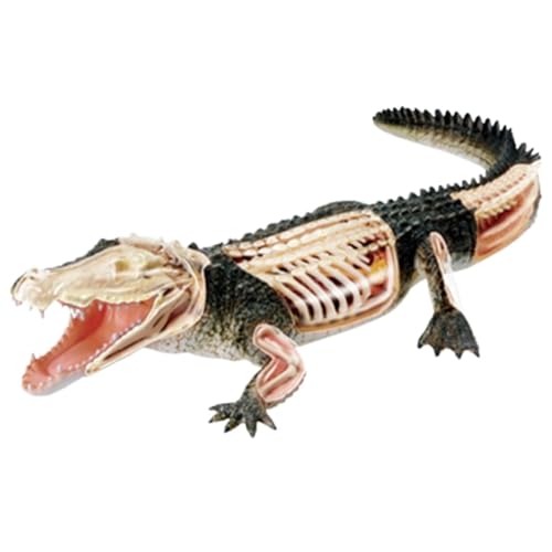 Anatomie Modell Alligator Fisch Tier Anatomie Modell Wissenschaft Lehre Utensil Demonstration Werkzeug von SAGELSHN