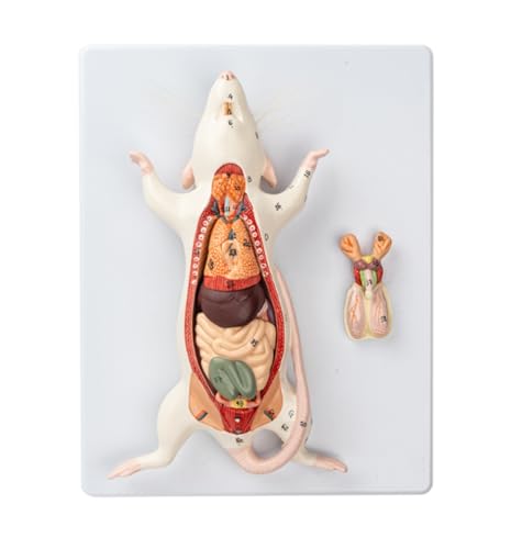 Anatomie Modell Anatomie Tier Maus Abnehmbarer Körper Mit Digital For Den Unterricht Demonstration Werkzeug von SAGELSHN
