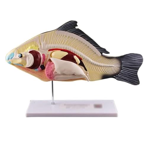 Anatomie Modell Anatomisches Fischmodell, Abnehmbar, Viszerale Biologie, Demonstrationswerkzeuge, Tiermodelle, Körper Mit Sockel Demonstration Werkzeug von SAGELSHN