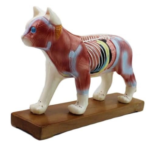 Anatomie Modell Anatomisches Katzenmodell, Katzenkörper-Akupunktur-Tier-Anatomisches Modell For Das Veterinärmedizinische Lernen Mit Basis Demonstration Werkzeug von SAGELSHN