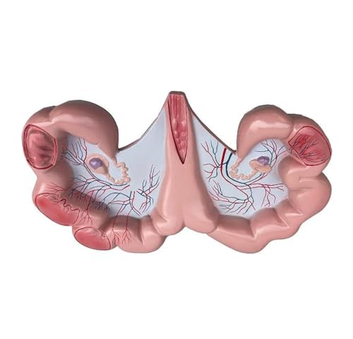 Anatomie Modell Anatomisches Modell Der Gebärmutter Des Schweins, Tierisches Fortpflanzungsorgan For Die Physiologie Demonstration Werkzeug von SAGELSHN