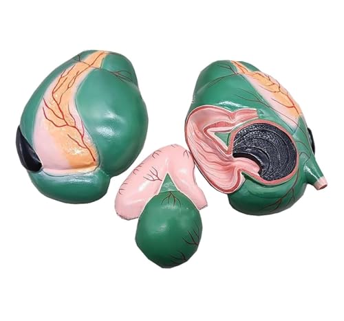 Anatomie Modell Anatomisches Modell Des Kuhmagenorgans For Die Anzeige Im Studienunterricht Demonstration Werkzeug von SAGELSHN