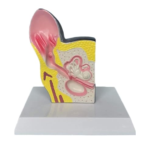 Anatomie Modell Anatomisches Modell Eines Hundeohrs, Tierorganmodell, PVC-Material, Anatomisches Hundelehrmodell Demonstration Werkzeug von SAGELSHN
