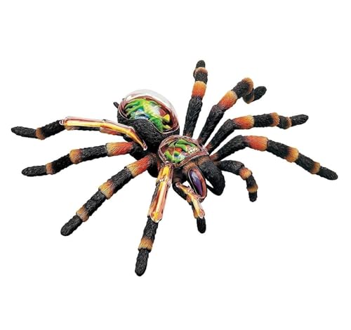 Anatomie Modell Anatomisches Spinnenmodell, 33 Organe Und Körperteile, Bildungsmodell Zur Simulation Von Meeresorganismen Demonstration Werkzeug von SAGELSHN