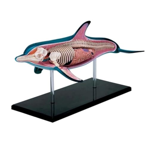 Anatomie Modell Delphin-Anatomiemodell, Abnehmbares Organ Und Körper, 18 Teile, Tierisches Anatomisches Modell Demonstration Werkzeug von SAGELSHN