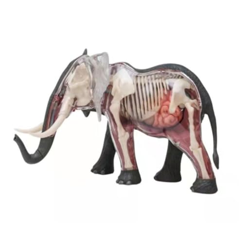 Anatomie Modell Elefant Tier Anatomie Organe Modell Innere Organe Lehre Demonstration Werkzeug von SAGELSHN