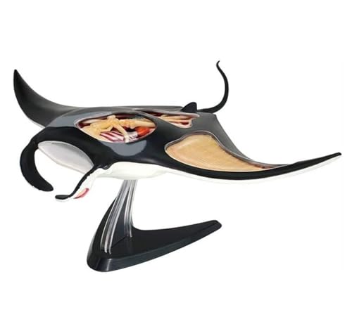 Anatomie Modell Fisch Tier Anatomisches Modell Abnehmbare 29 Teile Lehre Demonstration Werkzeug von SAGELSHN