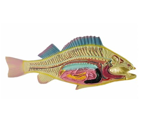 Anatomie Modell Fischinnereien-Modell For Den Naturwissenschaftlichen Unterricht Demonstration Werkzeug von SAGELSHN