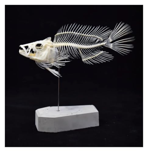 Anatomie Modell Fischmodell-Skelettprobe, Lehrmittel For Die Medizinische Fakultät Demonstration Werkzeug von SAGELSHN