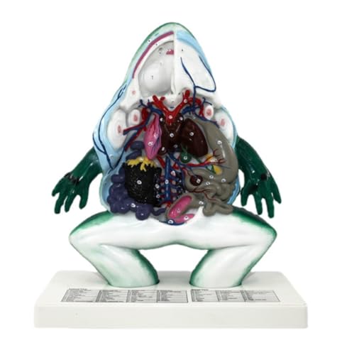 Anatomie Modell Frosch Anatomisches Modell Tierbiologie Körperorgananatomiemodell For Den Laborunterricht Demonstration Werkzeug von SAGELSHN