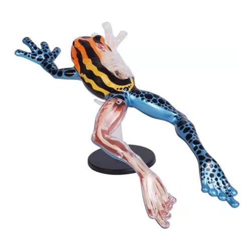 Anatomie Modell Frosch Anatomisches Tierorganmodell Anatomie Lehrmodell For Schulbildungswerkzeuge Demonstration Werkzeug von SAGELSHN