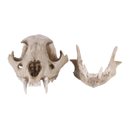 Anatomie Modell Harz Leopard Skelett Skizze Praxis Klassenzimmer Lehre Zubehör Tier Schädel Modell Für Tier Schädel Demonstration Werkzeug von SAGELSHN