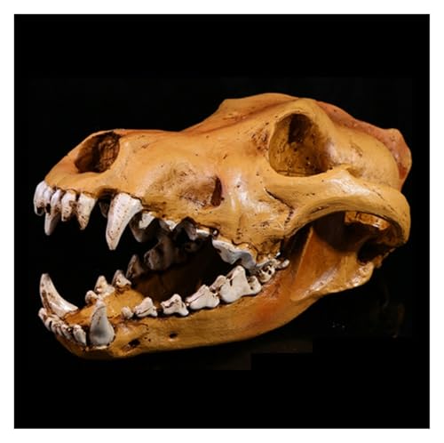 Anatomie Modell Harz Schädel Kopf Modell Wolf Schädel Sammlung Home Bar Party Decor Demonstration Werkzeug von SAGELSHN