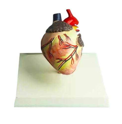 Anatomie Modell Hund Herz Anatomie Modell Hund Haustier Tier Organ Studie Lehre Demonstration Werkzeug von SAGELSHN