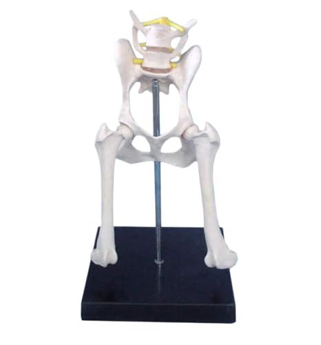Anatomie Modell Hundehüftgelenkmodell, Medizinisches Anatomisches Hundeskelett, Lehrmittel Demonstration Werkzeug von SAGELSHN