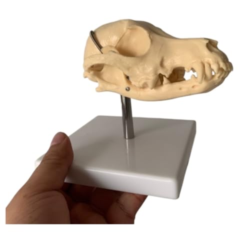 Anatomie Modell Hundeschädelmodell, Medizinisches Anatomisches Tierschädelmodell Demonstration Werkzeug von SAGELSHN