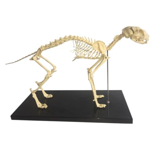 Anatomie Modell Hundeskelettmodell Mit Kunststoffständer For Die Lehre In Der Veterinärmedizin Demonstration Werkzeug von SAGELSHN