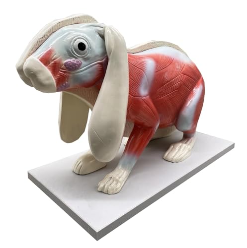 Anatomie Modell Kaninchen-Anatomiemodell, Torso, Körper, Abnehmbar, Tier For Medizinische Ausstellung Demonstration Werkzeug von SAGELSHN