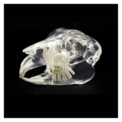 Anatomie Modell Kaninchen Lehrmodell Medizinisches Anatomisches Kaninchen Zähne Schädel Dentalmodell Kieferknochen Anatomie Tier Demonstration Werkzeug von SAGELSHN