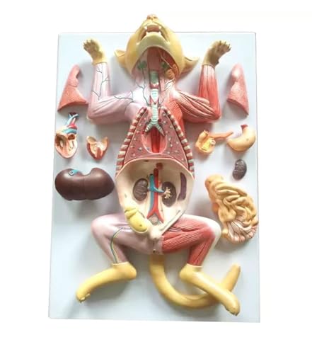 Anatomie Modell Katzenanatomiemodell, Tierlehre, Anatomisches Modell For Die Ausbildung Demonstration Werkzeug von SAGELSHN