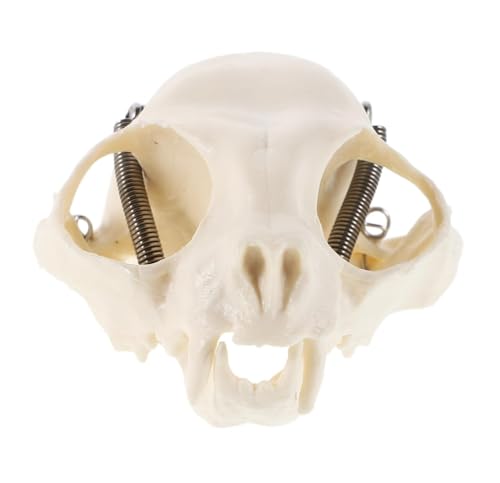 Anatomie Modell Katzenschädel-Anatomiemodell, Tierskelett, Sammlerstück Demonstration Werkzeug von SAGELSHN