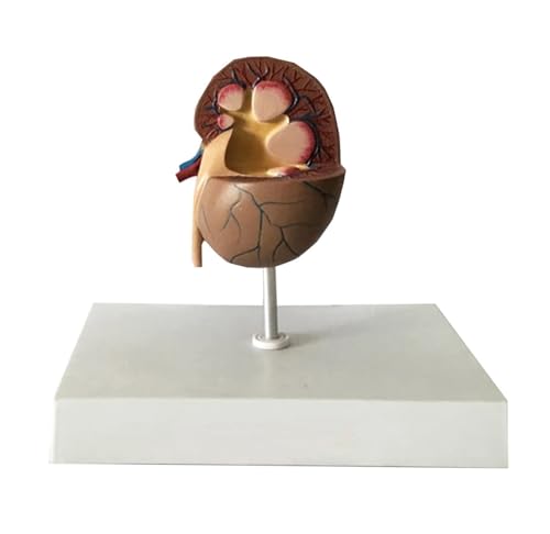 Anatomie Modell Lehrmodell Katzennierenanatomiemodell Studientierkatzenmodell For Veterinärmodelle Demonstration Werkzeug von SAGELSHN