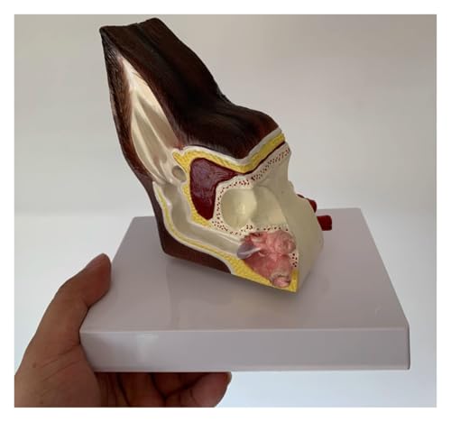 Anatomie Modell Ohr Hund Anatomisches Modell Canine Modell Von Tier Körper Modell Hund Ohr Struktur Decor Demonstration Werkzeug von SAGELSHN