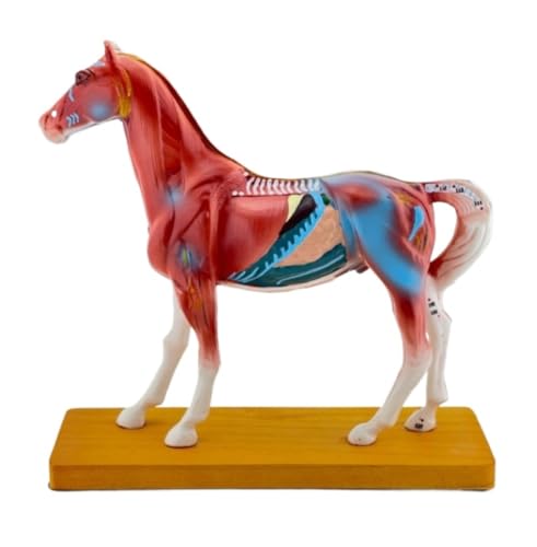 Anatomie Modell Pferdeakupunkturmodell, 114 Akupunkturpunkte, Anatomisches Modell Des Pferdes For Das Schullehrmittel Demonstration Werkzeug von SAGELSHN