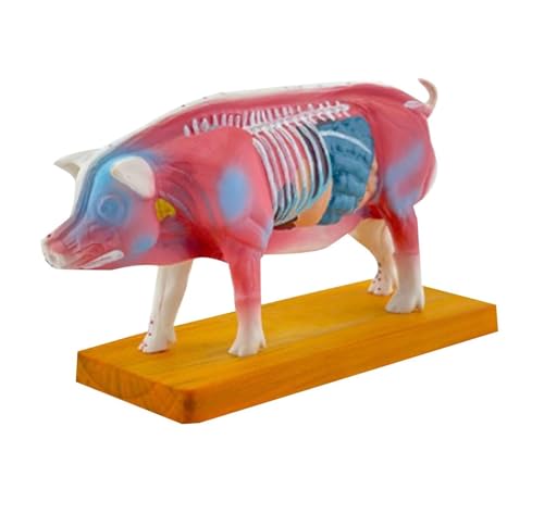 Anatomie Modell Schwein Anatomie Modell Tier For Veterinär Lernen Körper Schule Pädagogisches Liefert Demonstration Werkzeug von SAGELSHN