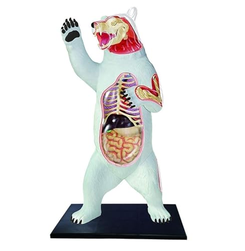 Anatomie Modell Tieranatomiemodell Anatomisches Modell Des Bärenskeletts Demonstration Werkzeug von SAGELSHN