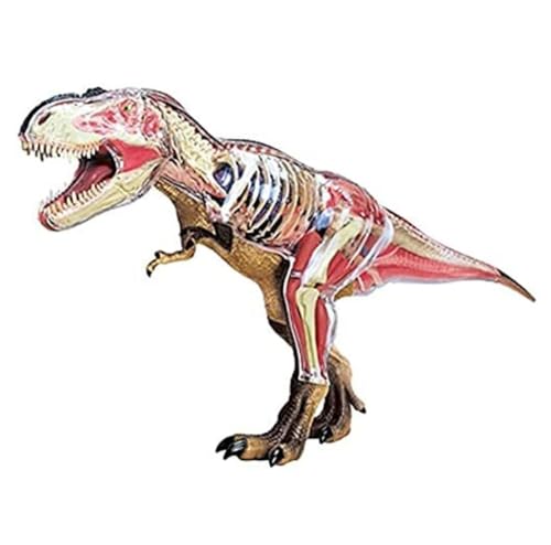 Anatomie Modell Tyrannosaurus Anatomiemodell Abnehmbare Organe Körperteile Anatomisches Tiermodell Demonstration Werkzeug von SAGELSHN