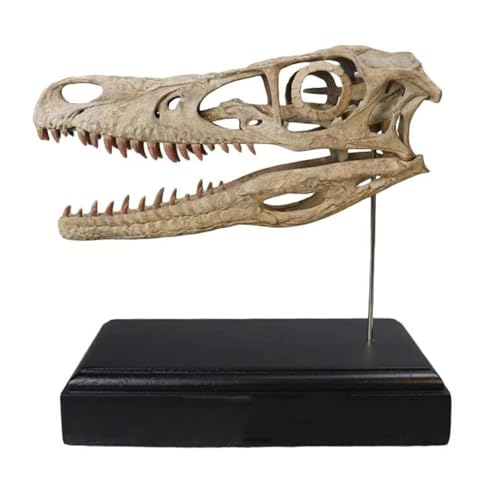 Anatomie Modell Velociraptor Schädel Modell Harz Tier Skelett Modell Zu Hause Dekoration Demonstration Werkzeug von SAGELSHN