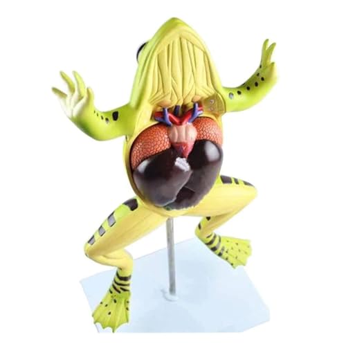 Anatomie Modell Vergrößerte Frosch Anatomisches Modell Tierische Innere Organe Mit Digital Demonstration Werkzeug von SAGELSHN