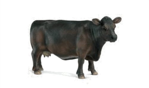 SCHLEICH 13269 Angus Kuh SCHLEICH 13269 Angus Kuh von SCHLEICH