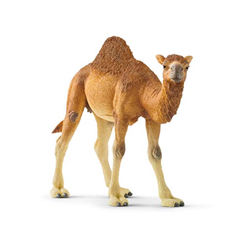 schleich WILD LIFE | Dromedar 14832 | detailgetreue Tierfiguren | Zoo Spielzeug | tolles Geschenk für Jungen und Mädchen | Deko für Geburtstag | Spielfigur ab 3 Jahren | 14 x 4 x 10 cm schleich WILD LIFE | Dromedar 14832 | detailgetreue Tierfiguren | Zoo Spielzeug | tolles Geschenk für Jungen und Mädchen | Deko für Geburtstag | Spielfigur ab 3 Jahren | 14 x 4 x 10 cm von SCHLEICH