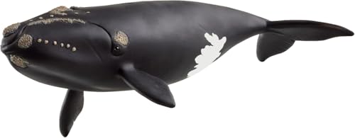 schleich WILD LIFE | Nordatlantischer Glattwal 14878 | detailgetreue Tierfiguren | Zoo Spielzeug | tolles Geschenk für Kinder | Deko für Geburtstag | Spielfigur ab 3 Jahren | 19 x 10 x 5 cm schleich WILD LIFE | Nordatlantischer Glattwal 14878 | detailgetreue Tierfiguren | Zoo Spielzeug | tolles Geschenk für Kinder | Deko für Geburtstag | Spielfigur ab 3 Jahren | 19 x 10 x 5 cm von SCHLEICH