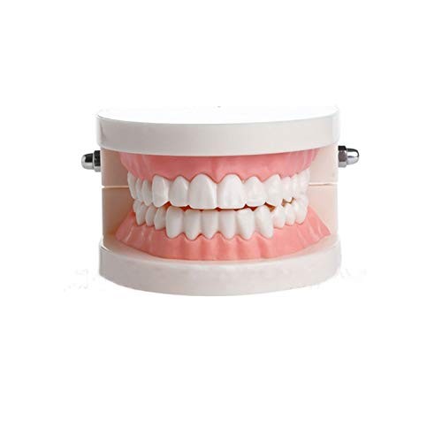 Zähne Dental Demonstration Modell, Dental Zähne Modell Zahnprothese Demonstration Zähne Modell für Studium Unterricht Zähne Dental Demonstration Modell, Dental Zähne Modell Zahnprothese Demonstration Zähne Modell für Studium Unterricht von SEIWEI