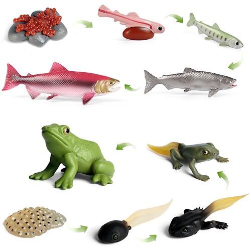 SIENON 10 Stück Tierlebenszyklus-Figuren von Frosch und Lachs-Fisch-Plastik-Tierwachstumszyklus-Bausatz Ei Kaulquappe bis Frosch Lebenszyklus-Spielzeug-Figuren Lernwerkzeuge Schulprojekt für Kinder von SIENON